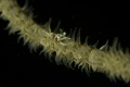   shrimp whip corel canon 20D EF 100mm macro duel ikelite strobes  